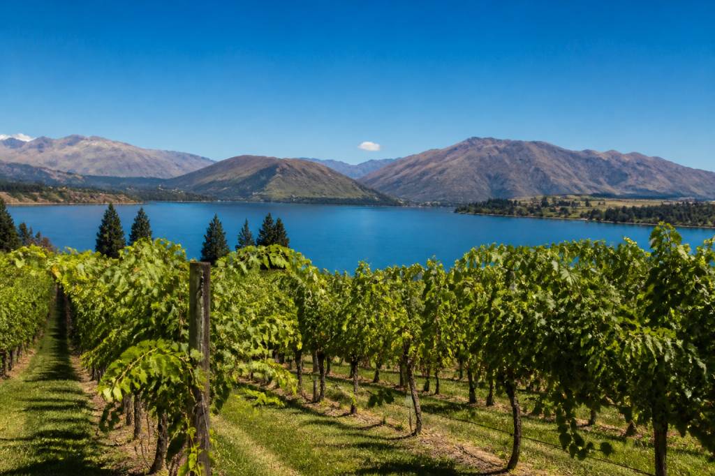 Mount difficulty wine: tasting notes, history and food pairings